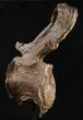 Tall Diplodocus Caudal Vertebra - Dana Quarry #10140-3